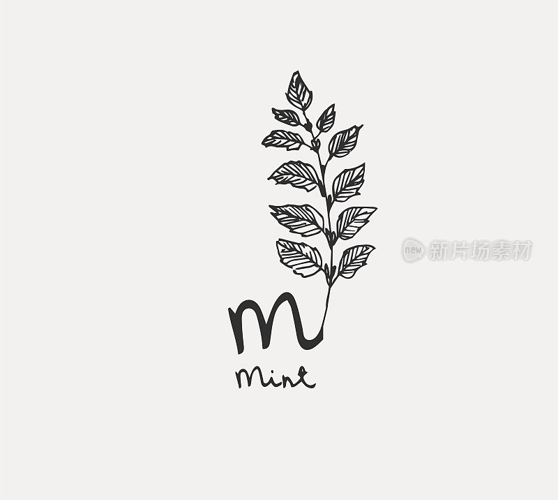 Hand drawn set of culinary herb. Basil and mint, rosemary and sage, thyme and parsley. Food design logo